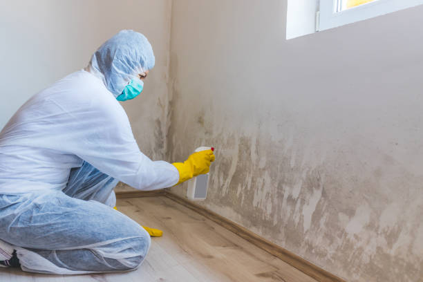 Licensed Commercial Mold Remediation service in Farmington, IL - WQB Mold Removal