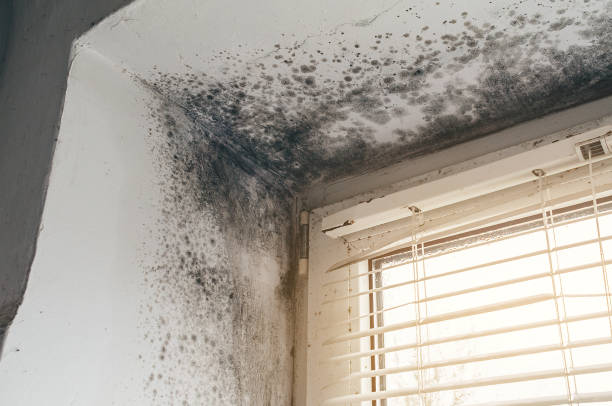 Affordable Commercial Mold Remediation solutions in Farmington, IL